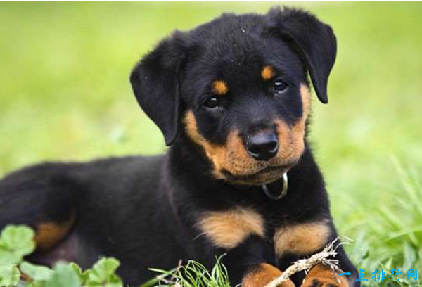 世界上最贵的狗排名：罗威纳犬（8000美元）