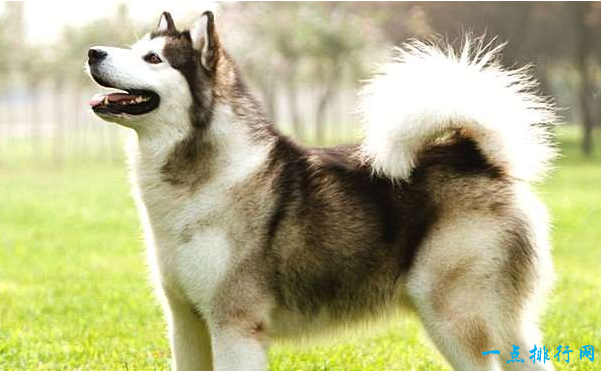 世界上最贵的狗排名：加拿大爱斯基摩犬（6000美元）