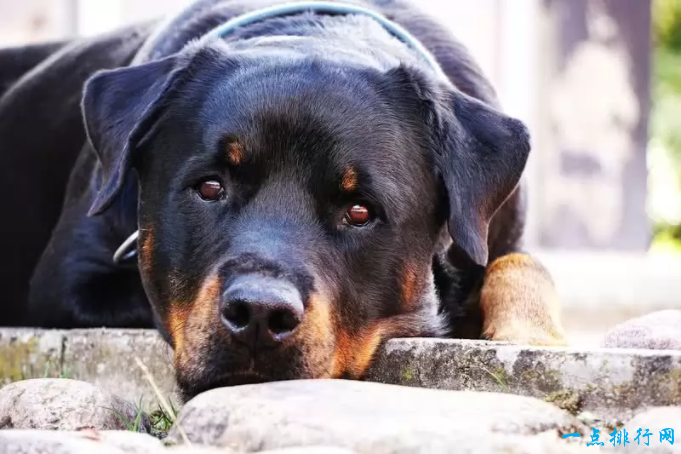 世界十大最容易训练的狗品种：罗威纳犬