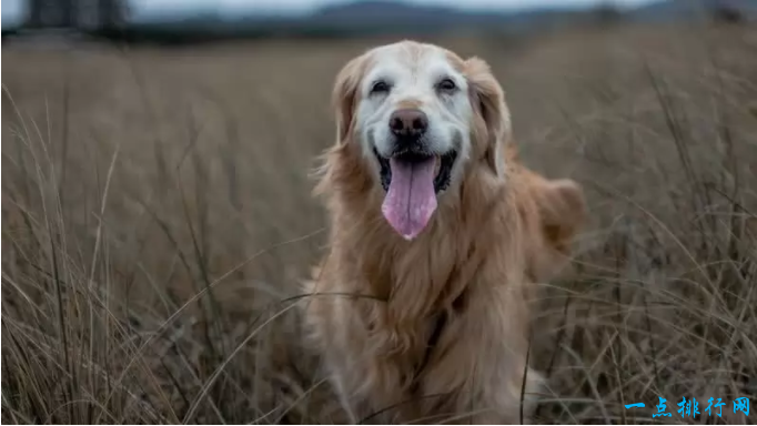 世界十大最容易训练的狗品种：金毛寻回犬
