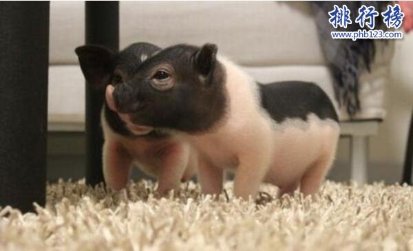 茶杯猪,世界上最小的猪(体长30厘米重30公斤)