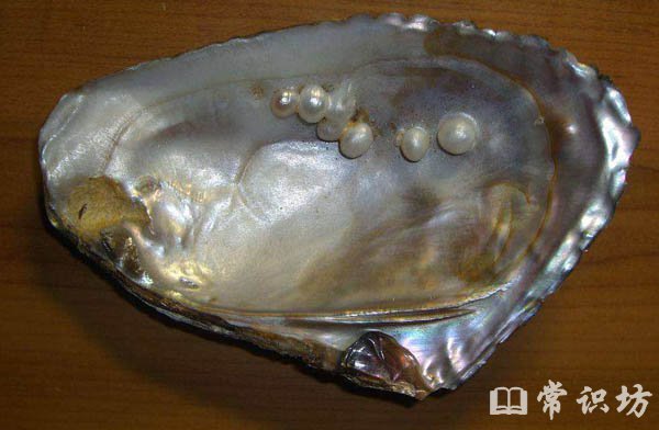 十大珍贵稀有珍珠排名,罕见猩猩海菊蛤珍珠