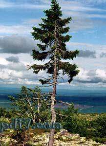 树木的令人难以置信的事Top7：挪威云杉