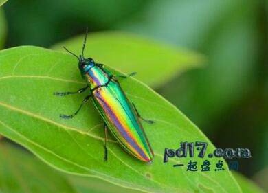 世界上最漂亮的昆虫Top4：日本宝石甲虫