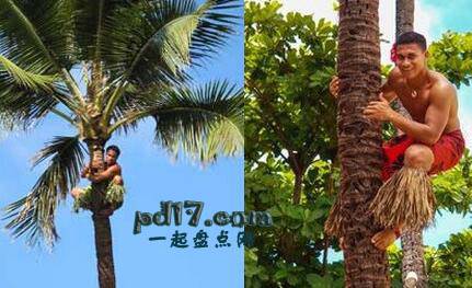 世界上最特别的竞赛Top6：攀登棕榈树比赛