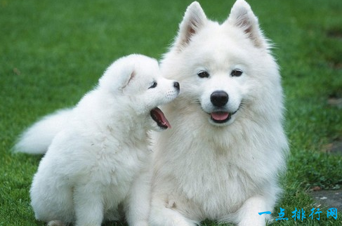 世界上最贵的狗之一萨摩耶犬
