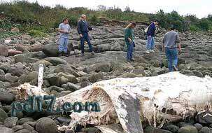 关于新西兰的十件事Top8：大型神秘海洋生物尸体