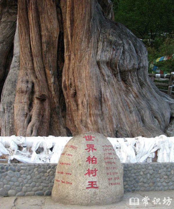 中国十大千年古树排行榜