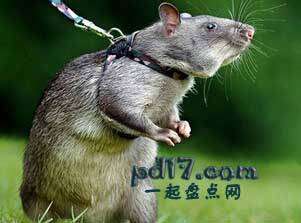 动物的特殊作用Top1：大鼠疾病探测器