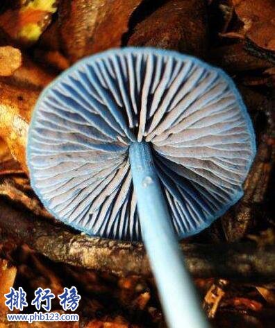 2017年新发现：勐宋粉褶菌 网友：真·蓝瘦香菇！