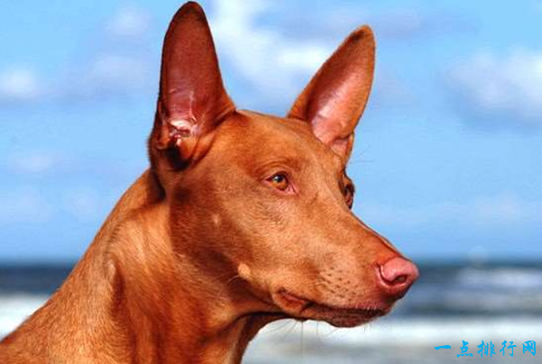 世界上最贵的狗排名：法老王猎犬（3500美元–9000美元）
