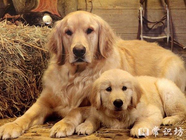 十大适合家养的大型犬,家养的大型犬排行榜