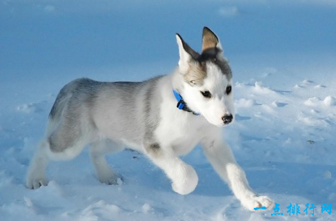 世界上最贵的狗之一加拿大的爱斯基摩犬