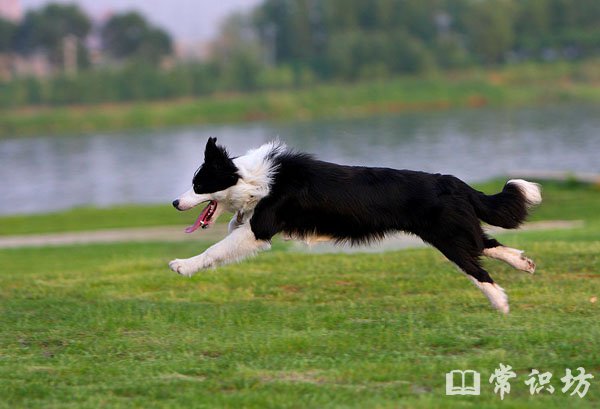十大跑得最快的狗,跑得最快的狗排行榜