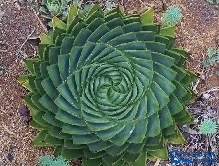 十大最美几何植物