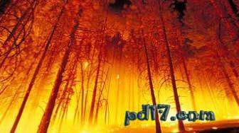 自然灾害有哪些Top7：森林火灾