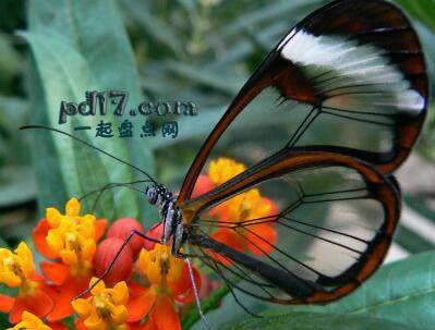 世界上最漂亮的昆虫盘点：玻璃翼蝴蝶