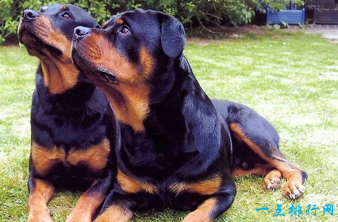 世界上最贵的狗之一罗威纳犬