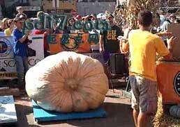 不同寻常的吉尼斯世界纪录盘点：最重的南瓜