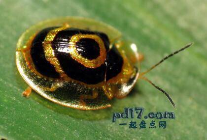 世界上最漂亮的昆虫Top1：金龟甲虫