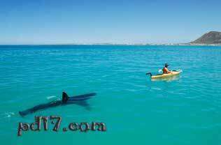 世界上恐怖荒野运动Top4：大白鲨划桨
