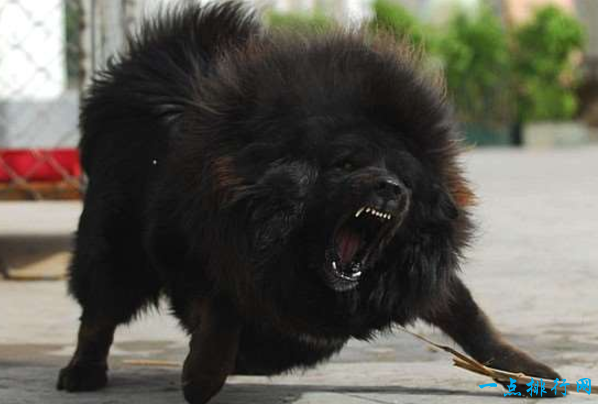 世界上最贵的狗排名：藏獒（5500美元–9500美元）