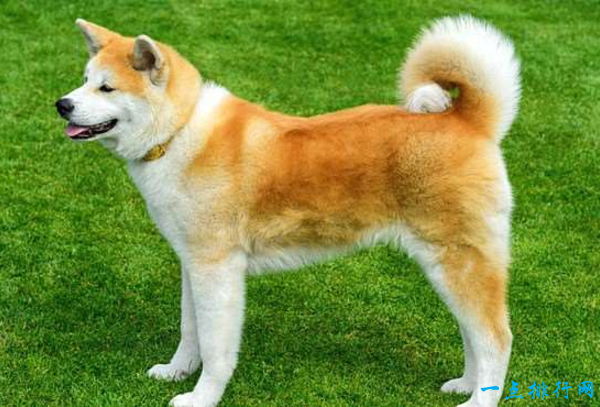 世界上最贵的狗排名：秋田犬（4000美元）