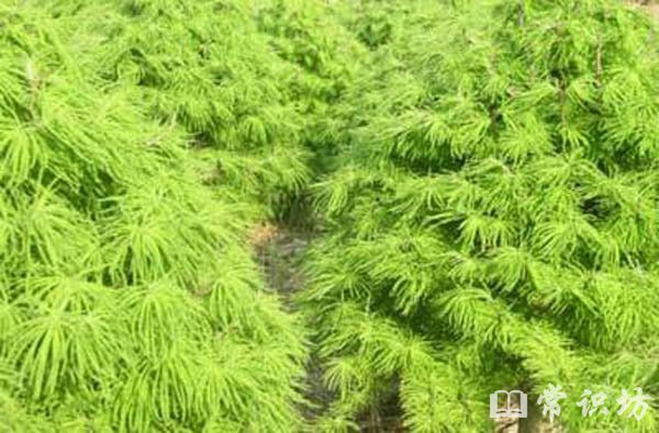 中国最稀有的十大植物