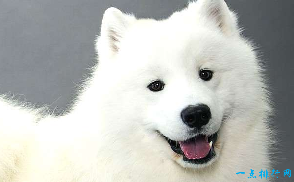 世界上最贵的狗排名：萨摩耶犬（7500–12500美元）