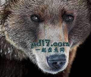 打猎时反成为猎物的事件Top7：熊
