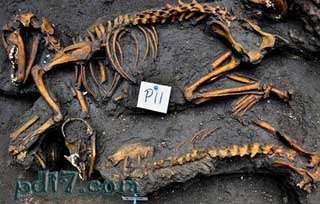 世界上十大动物坟墓盘点：阿兹台克人的狗