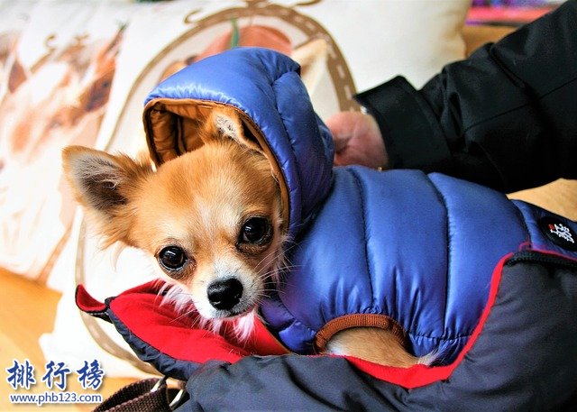 最怕冷的十种狗排名：你家的狗在吗?赶紧加衣服