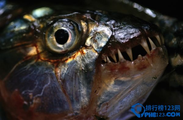 全球最恐怖的淡水动物