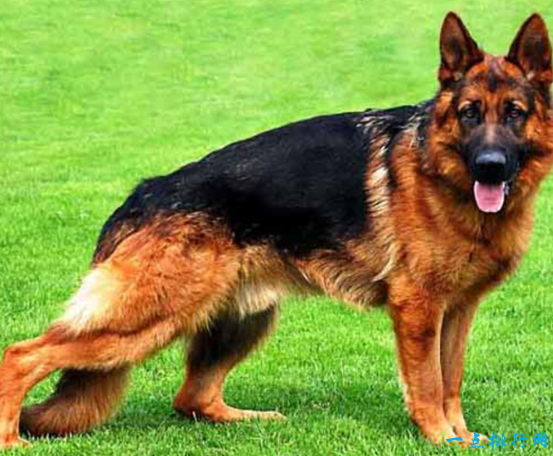 世界十大名犬之一德国牧羊犬